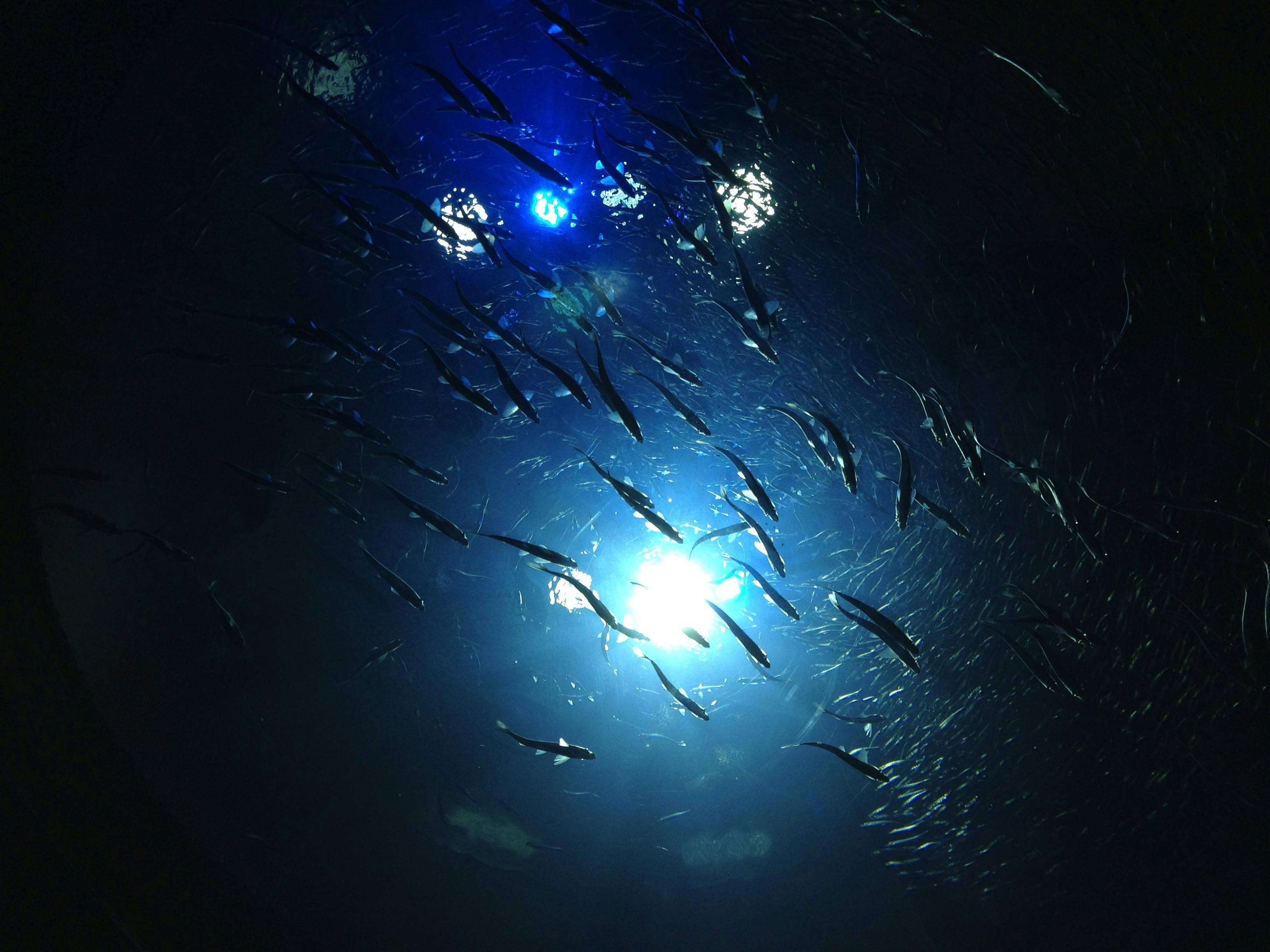 Fish swimming through partially lit water as seen from underneath an aquarium.