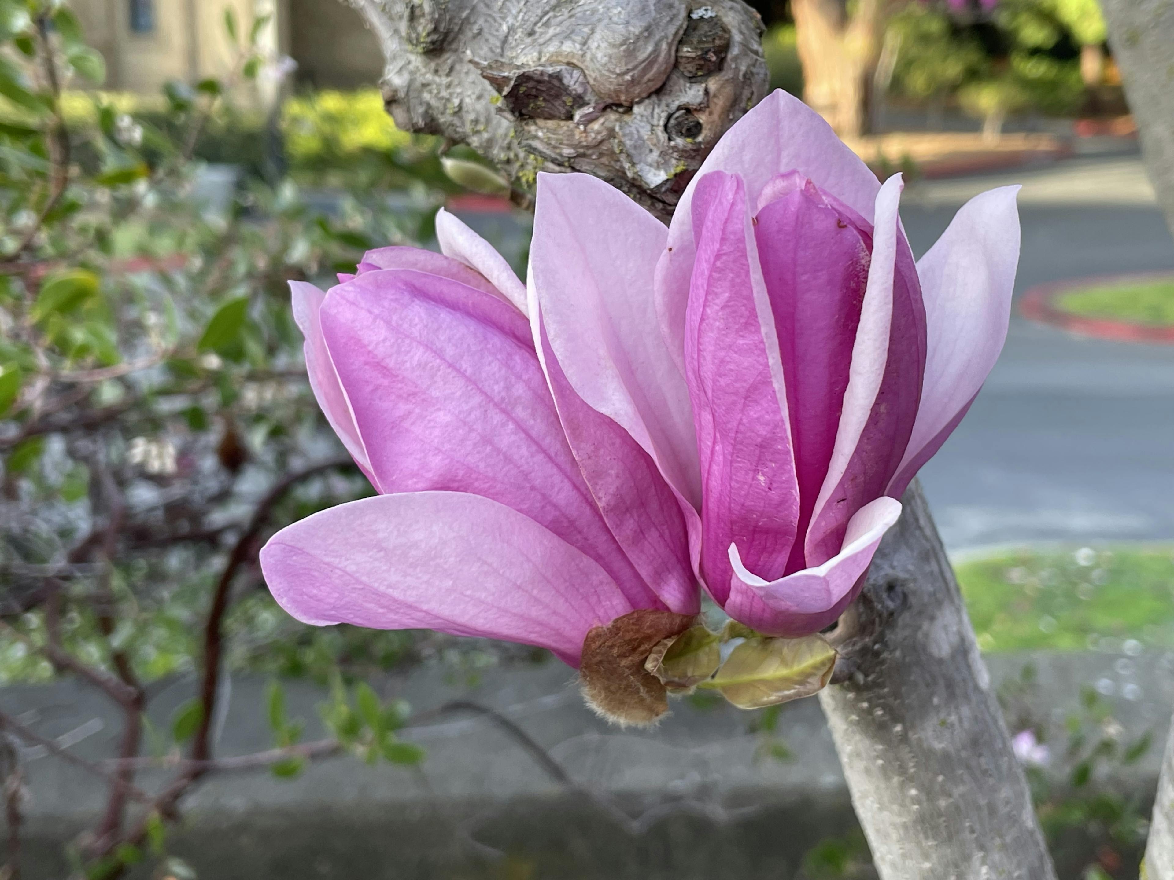 A blossoming Magnolia liliiflora portrudes from a tree branch in the foreground. The background of the image contains various other plants and an asphalt path.